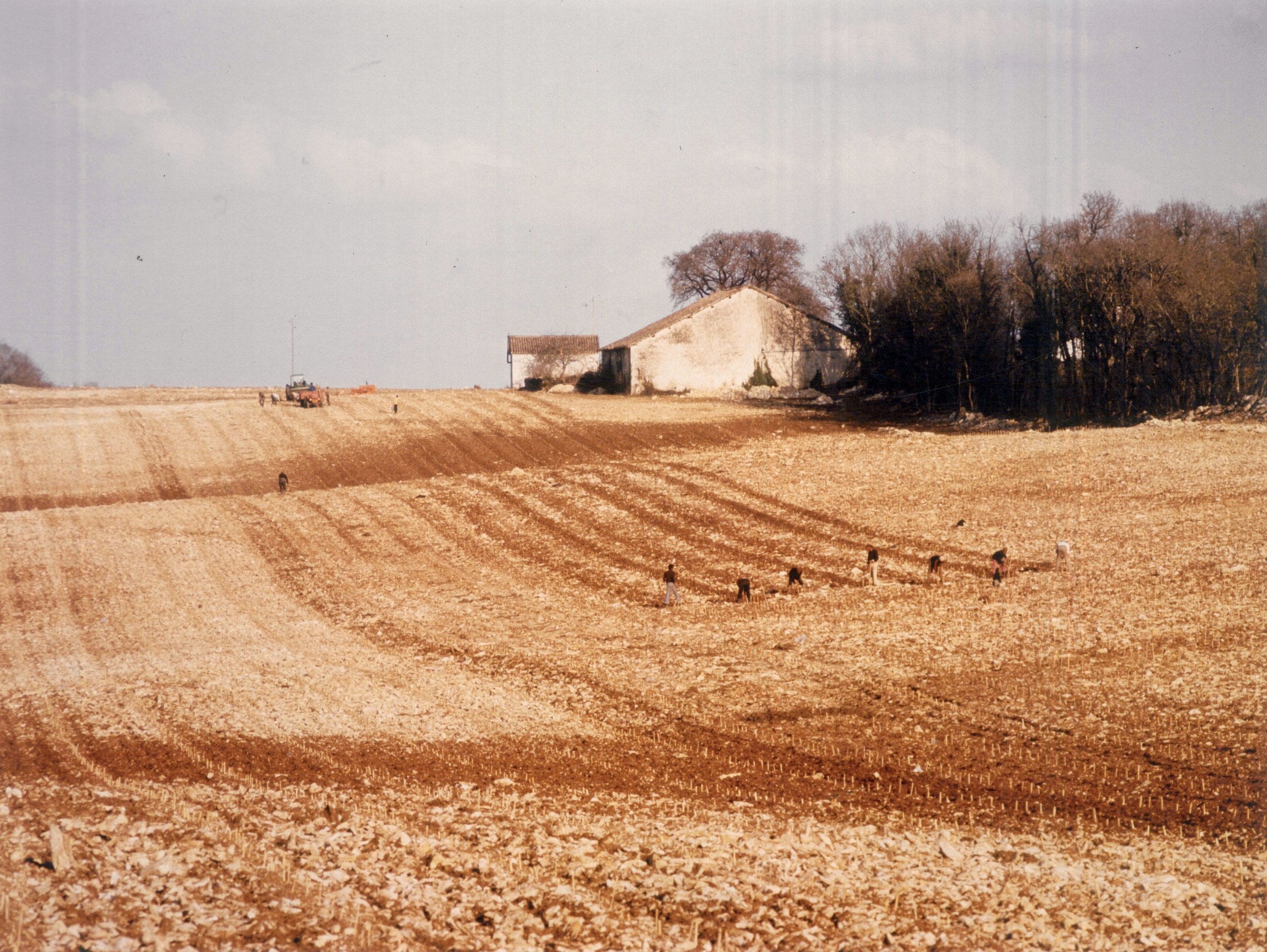 Workers planting the family vineyard by hand in Cahors, France, the birthplace of Malbec